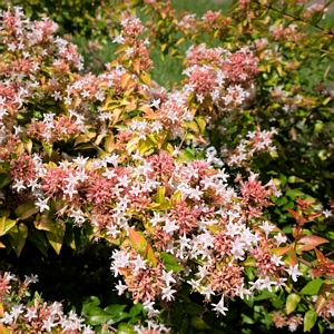 Abelia Peach Perfection